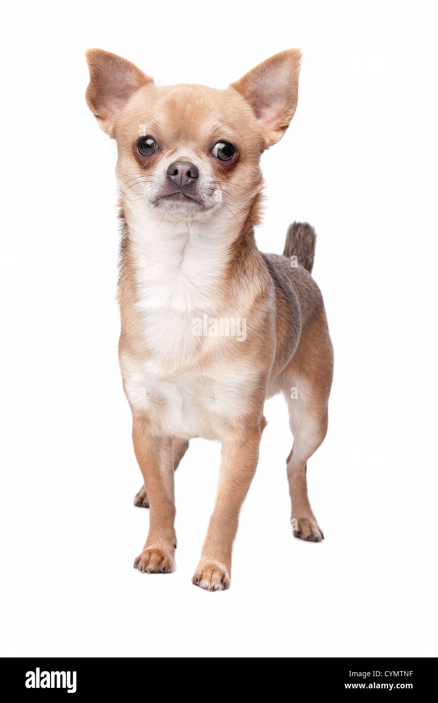 Short haired chihuahua dog hi-res stock photography and images - Alamy