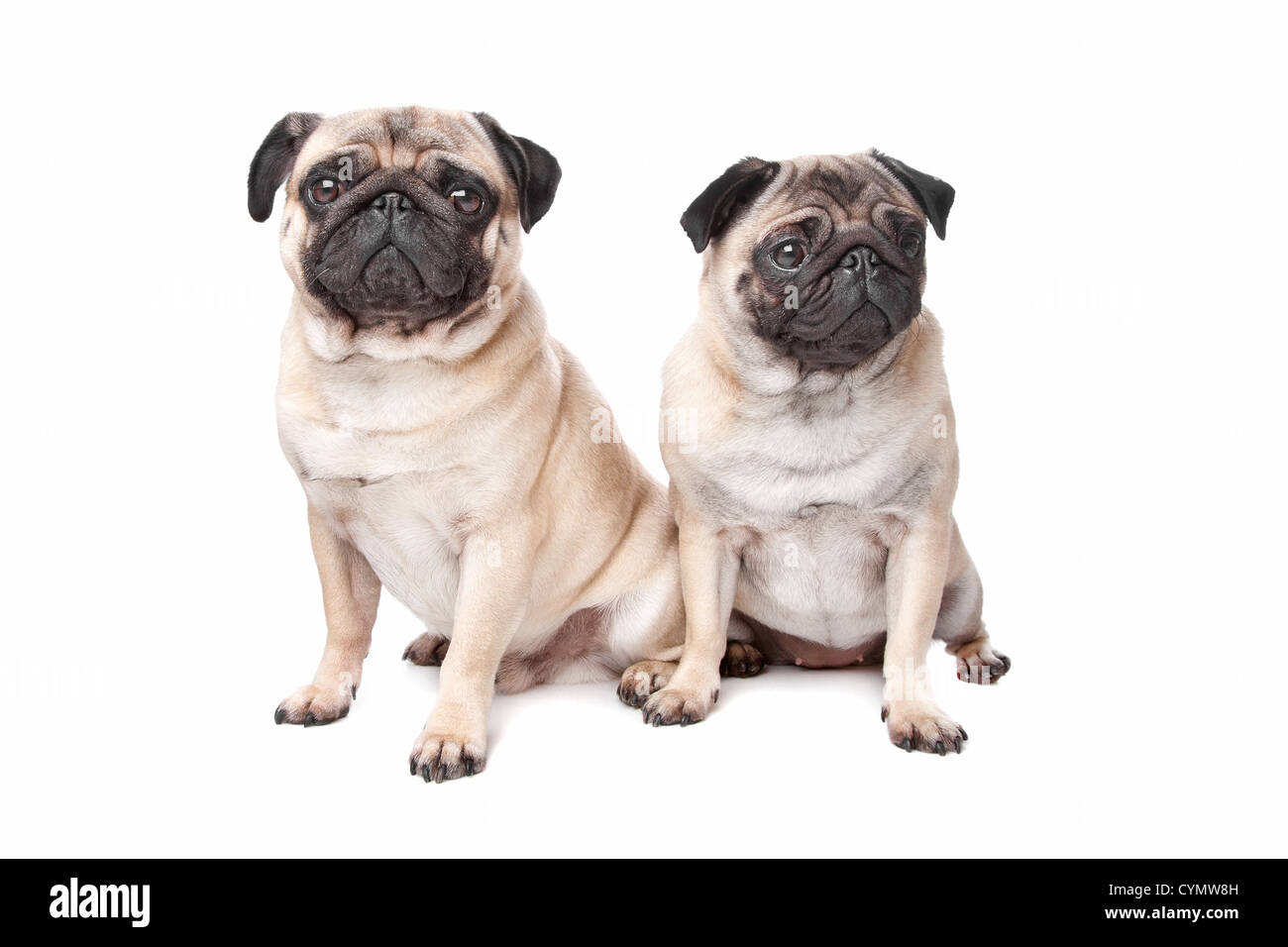 two pug dogs in front of a white background Stock Photo - Alamy