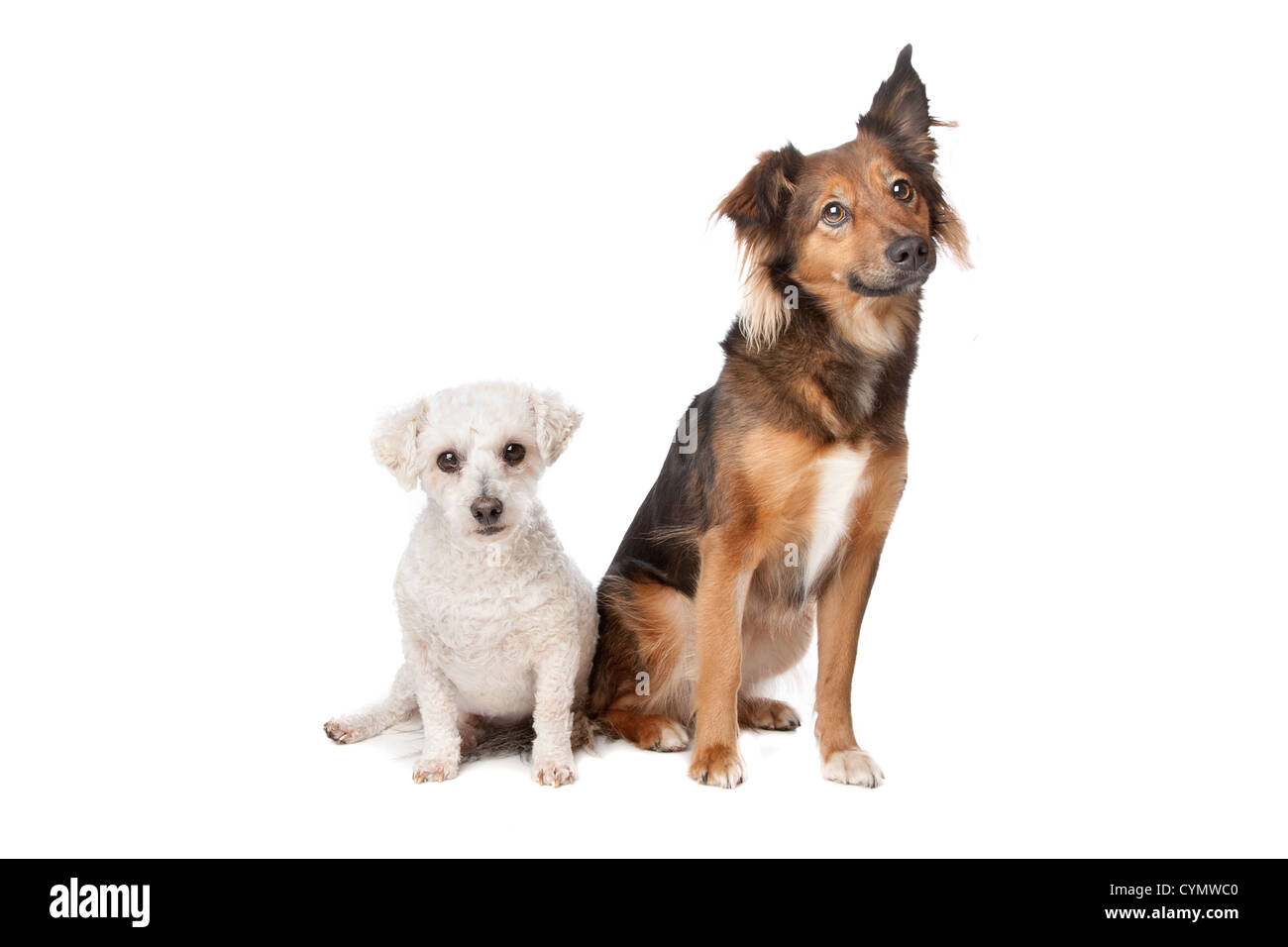 two dogs isolated on a white background Stock Photo - Alamy