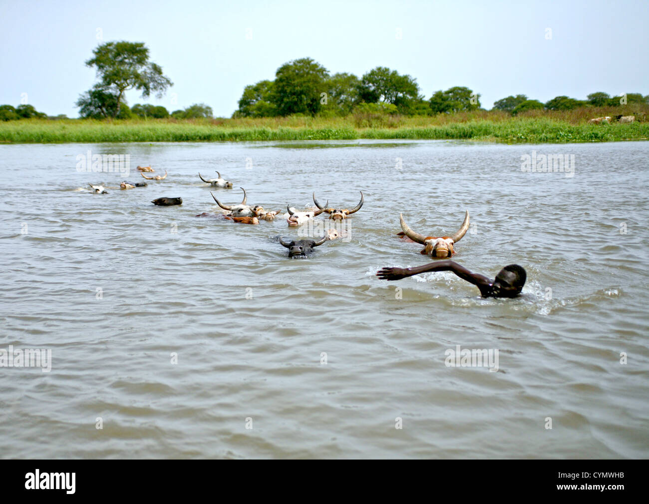Cattle swimming across Nile tributary Pibor River South Sudan being led