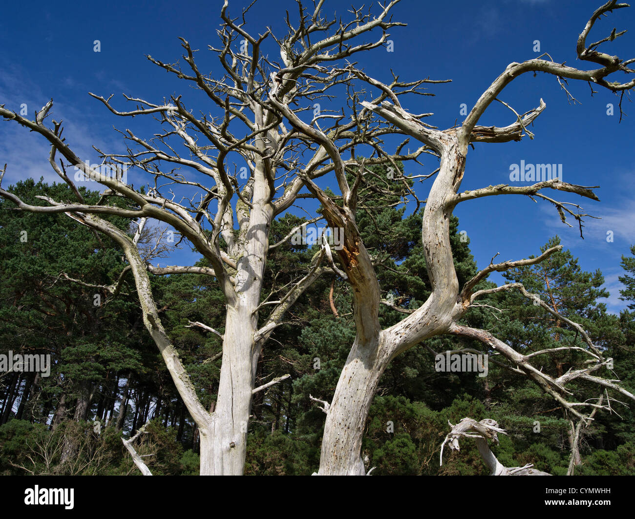 Skeletons of dead pine trees at a forest edge Stock Photo Alamy