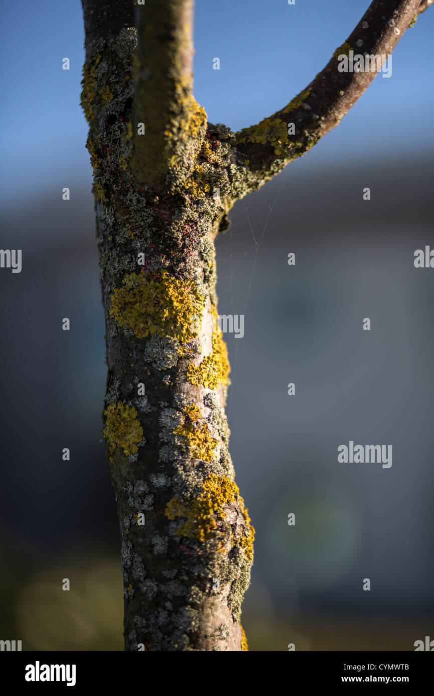 Lichen covered tree hi-res stock photography and images - Alamy
