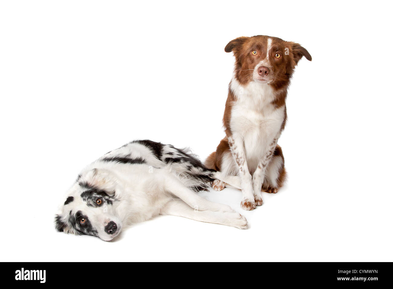 two Border Collie sheep dogs on a white background Stock Photo
