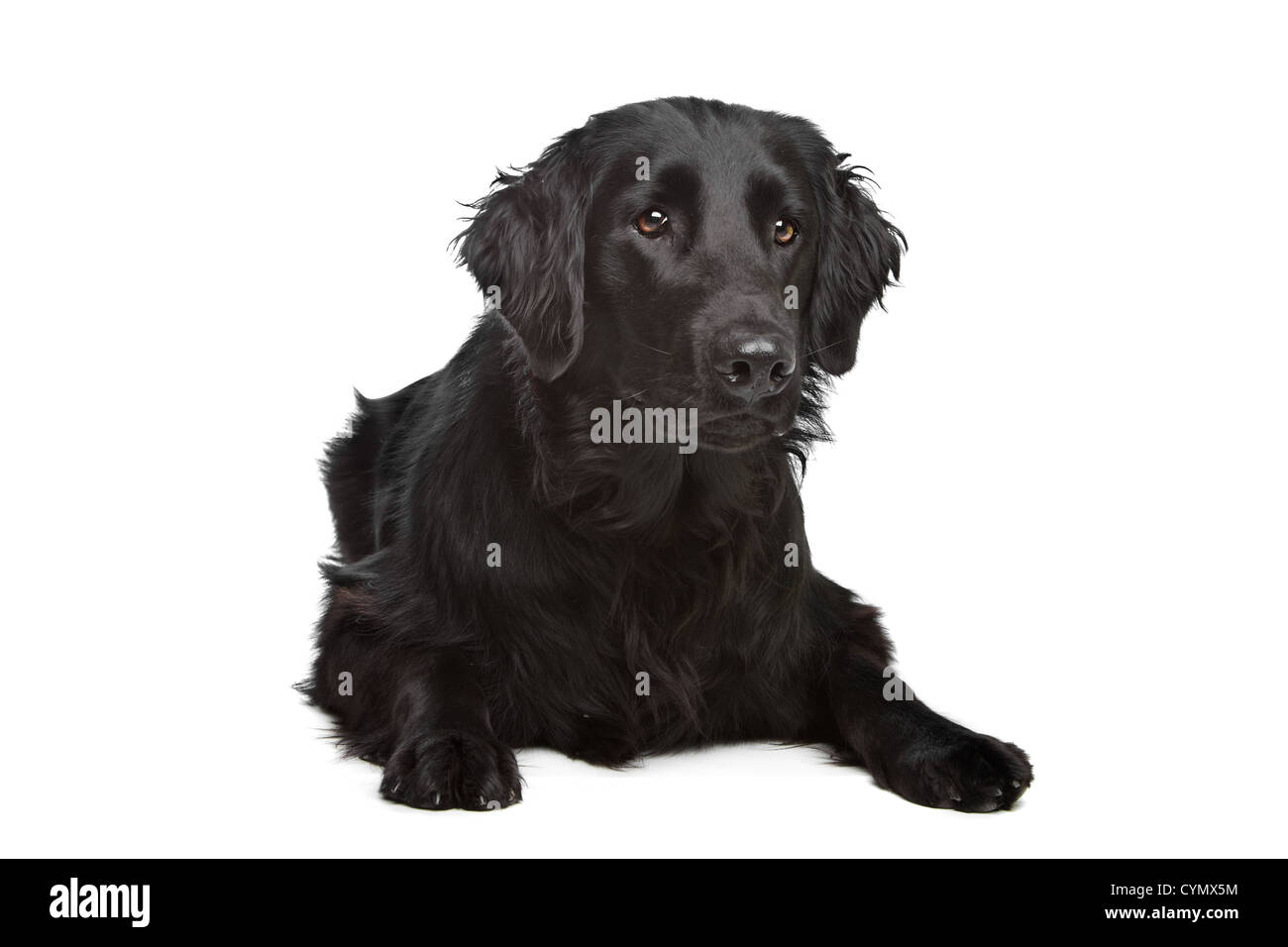 black flat haired retriever