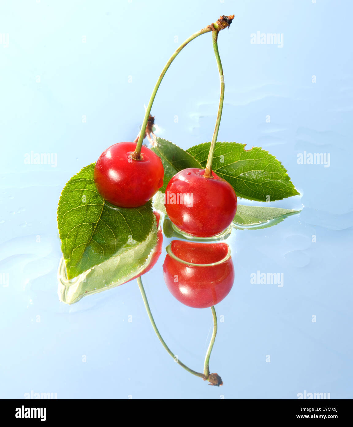 two cherry twig with reflection Stock Photo