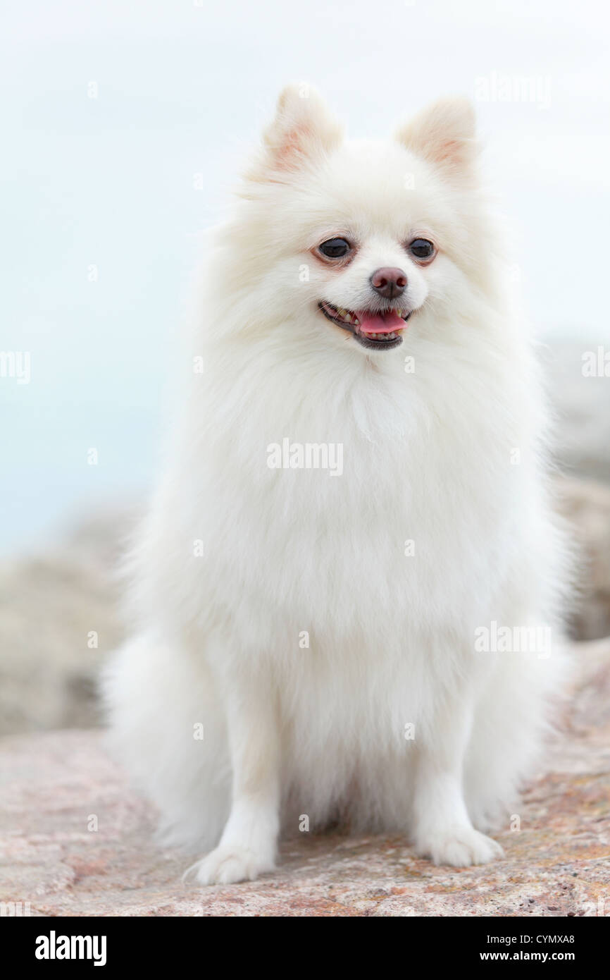white pomeranian dog Stock Photo Alamy