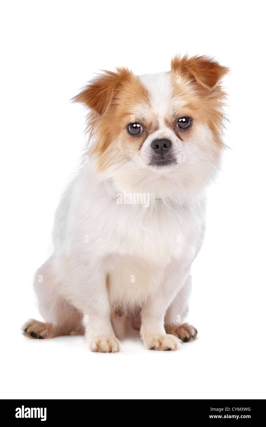 mixed breed dog in front of a white background Stock Photo - Alamy