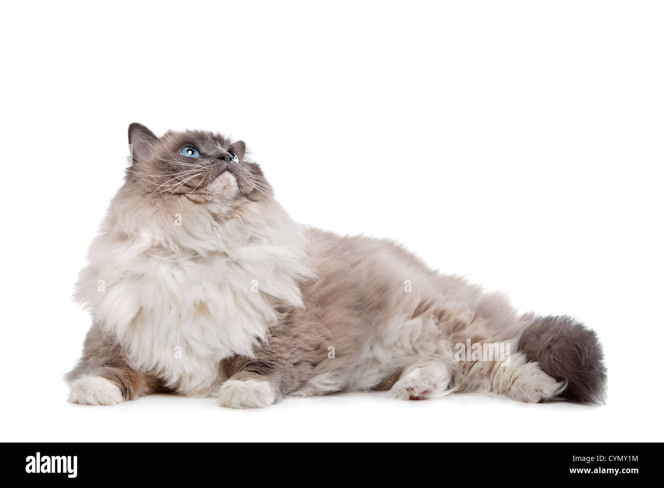 Ragdoll cat in front of a white background Stock Photo - Alamy