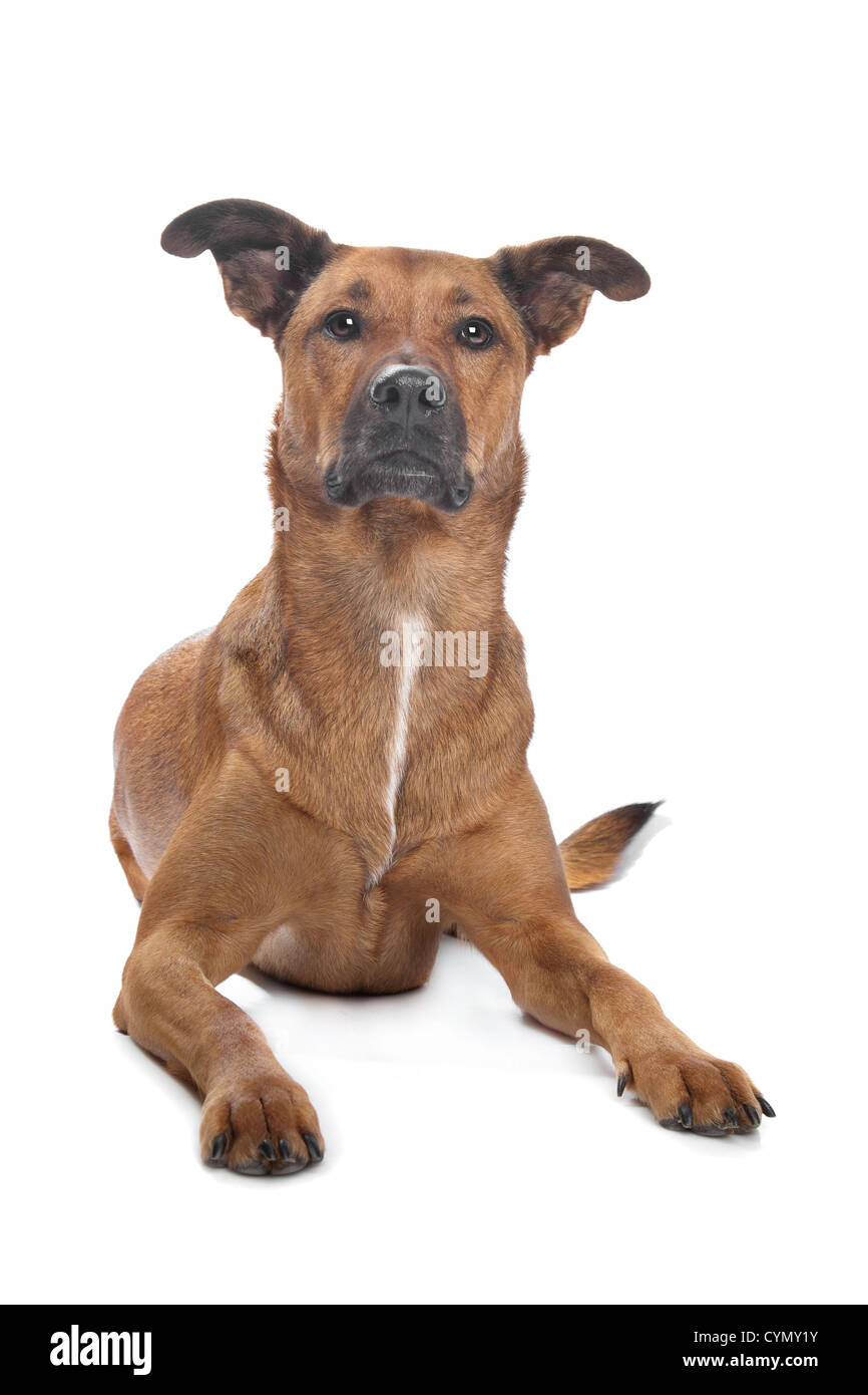 mixed breed dog in front of a white background Stock Photo - Alamy