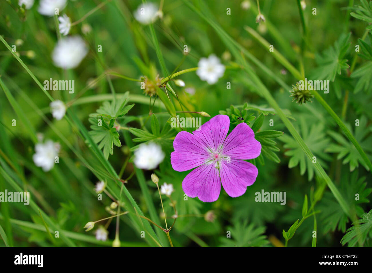 Pink geranium in a wildflower area of a country garden Stock Photo