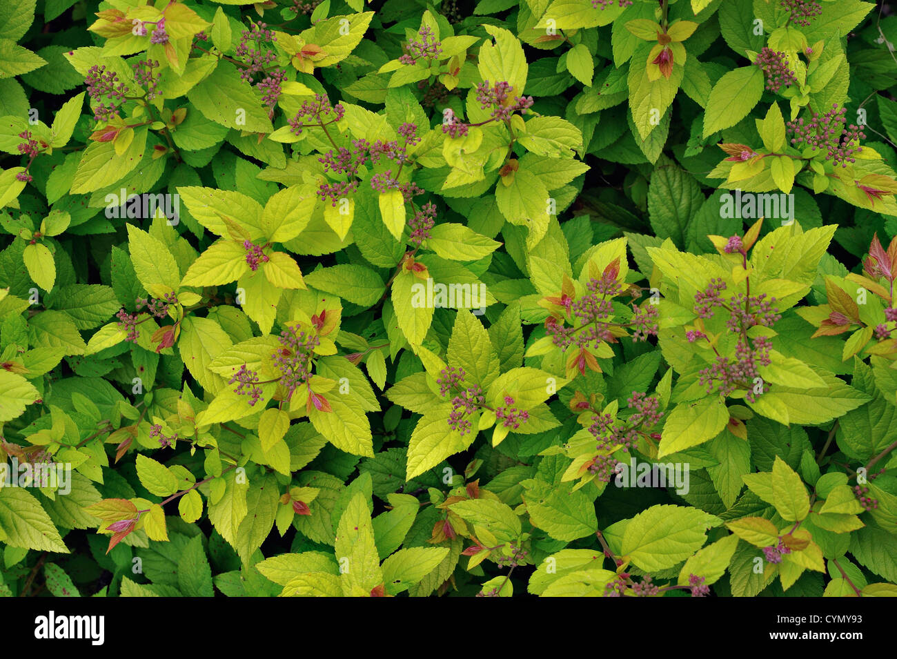Spirea leaves and flowers Stock Photo