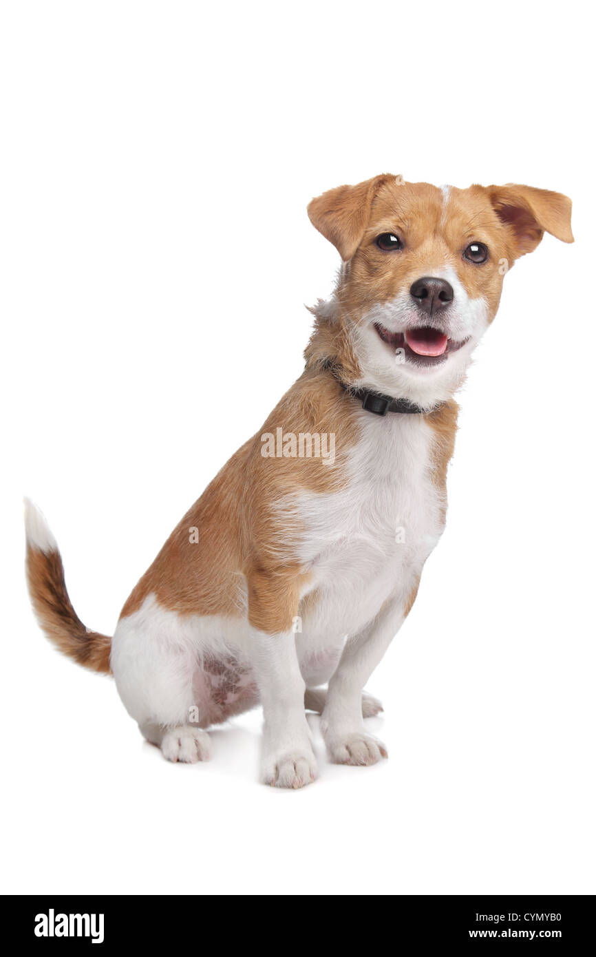mixed breed dog in front of a white background Stock Photo - Alamy