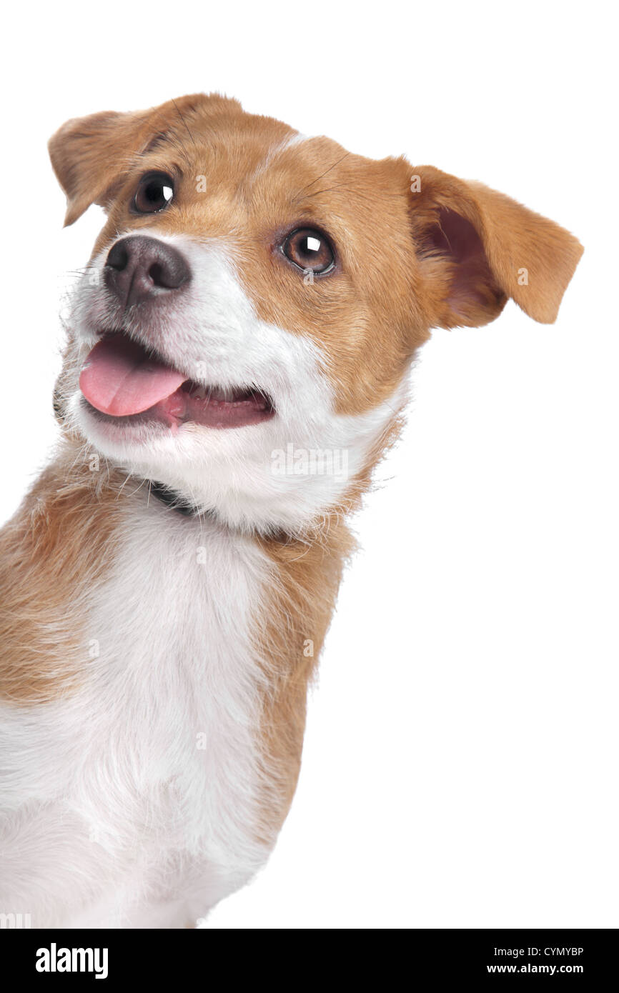 mixed breed dog in front of a white background Stock Photo - Alamy