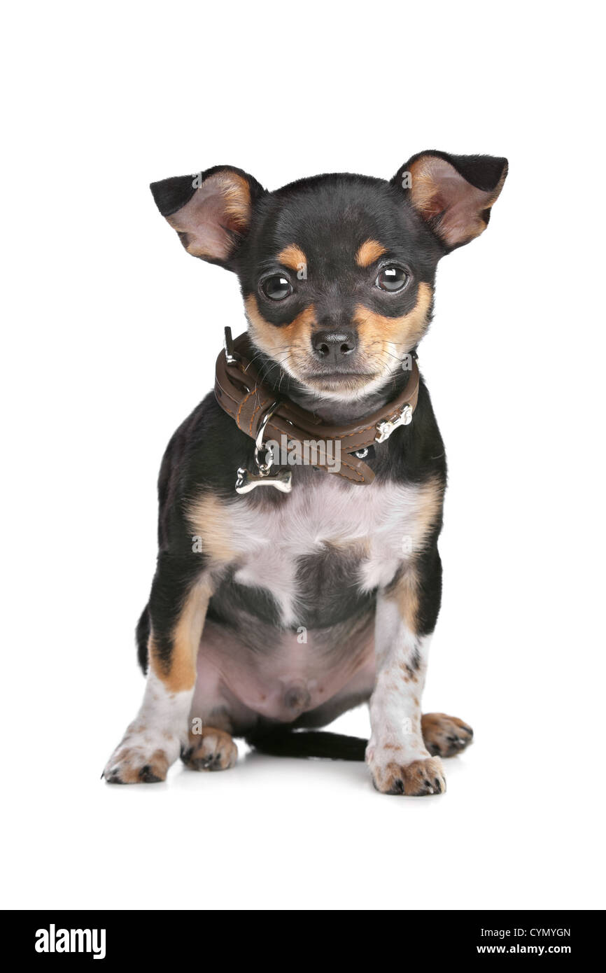 Black and Tan Chihuahua in front of a white background Stock Photo