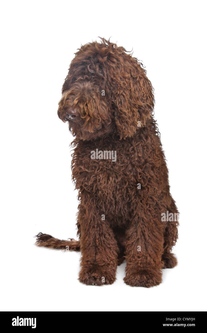 Brown Labradoodle in front of a white background Stock Photo - Alamy