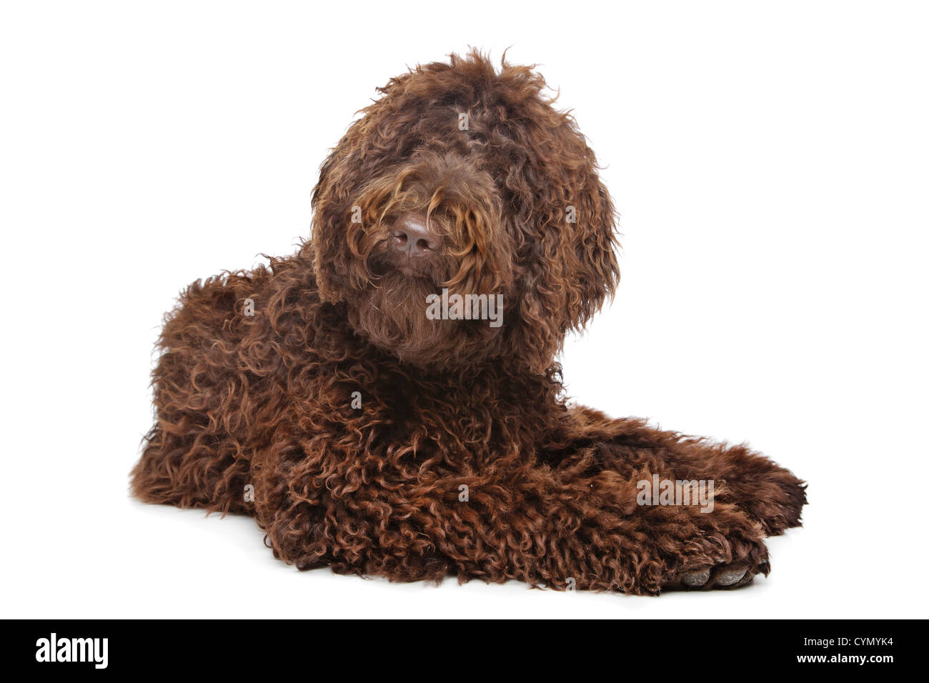 Brown Labradoodle in front of a white background Stock Photo - Alamy