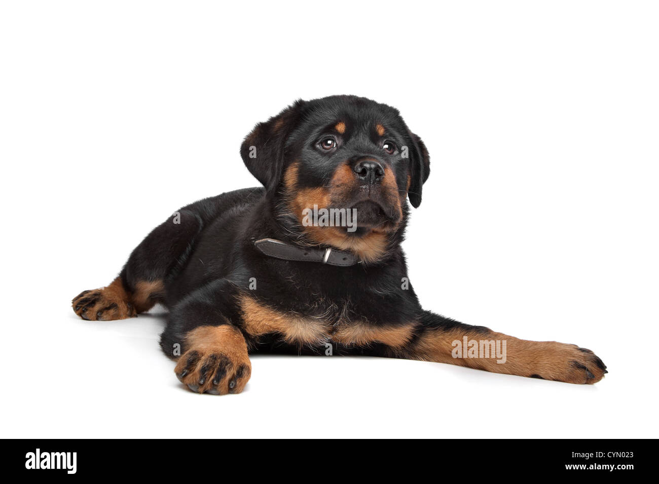 Rott in hi-res stock photography and images - Page 3 - Alamy