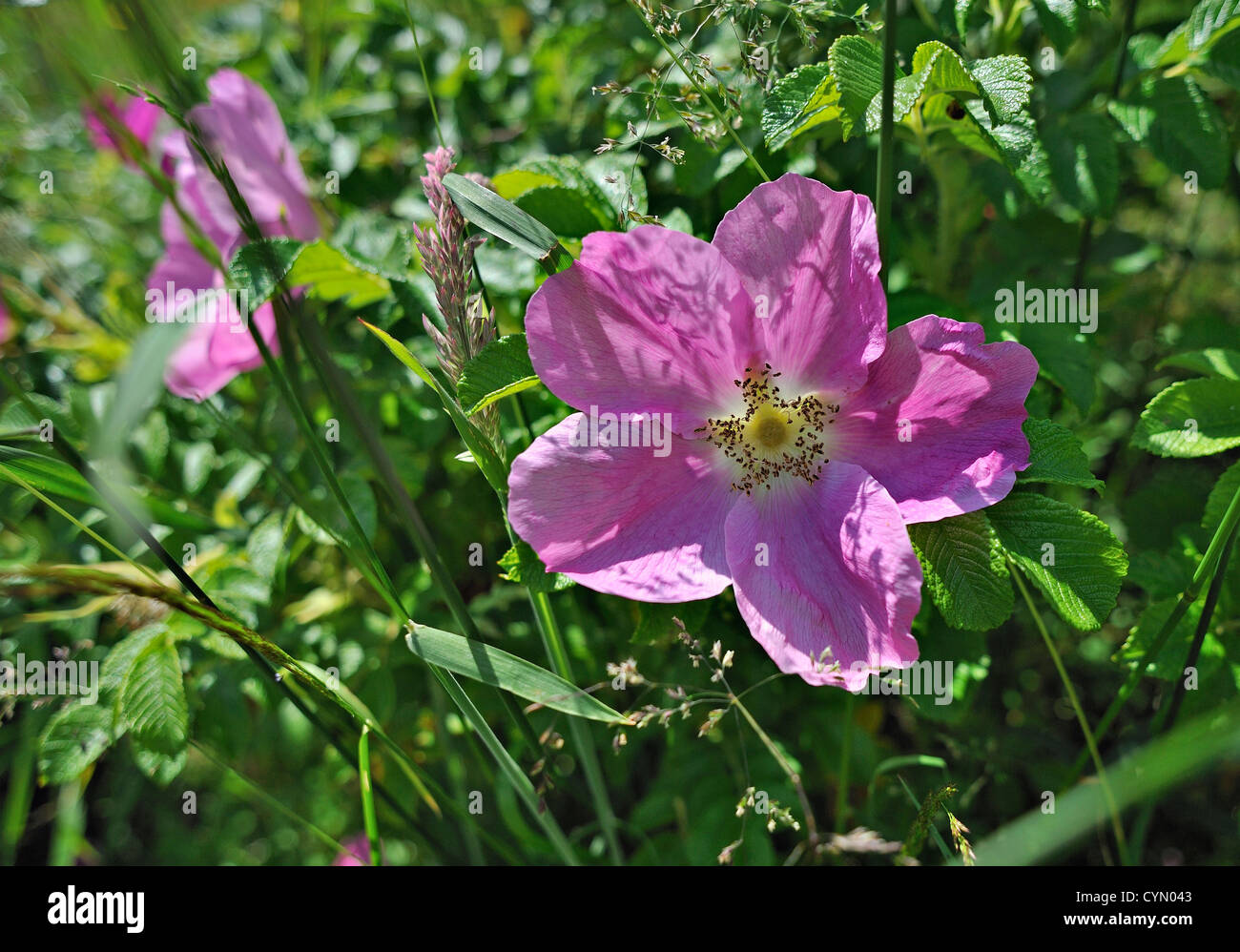 Pink rosa rugosa in a hedgerow Stock Photo
