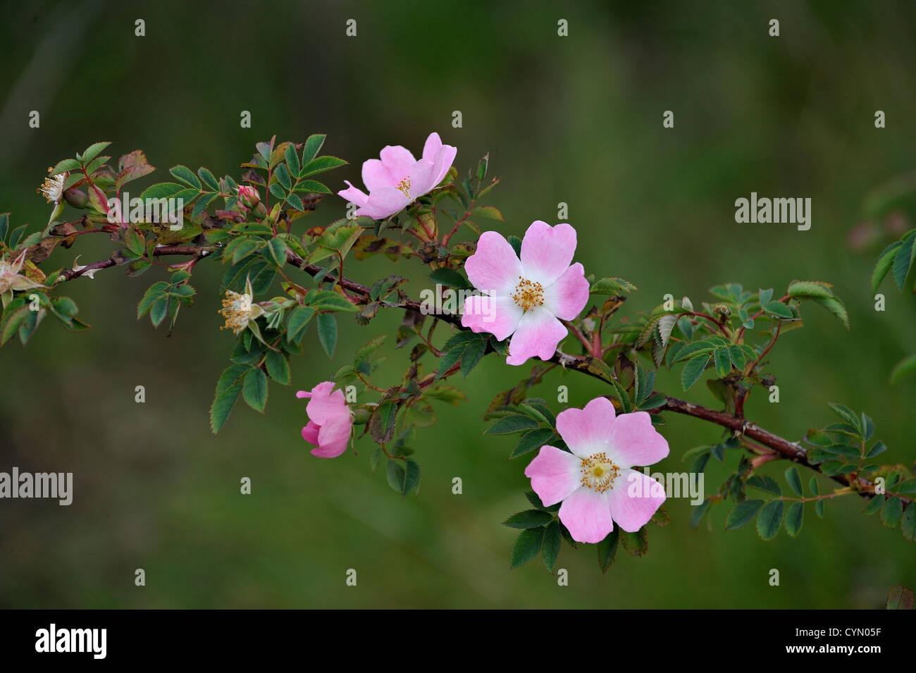 Pink flowers of dog-rose Rosa canina Stock Photo