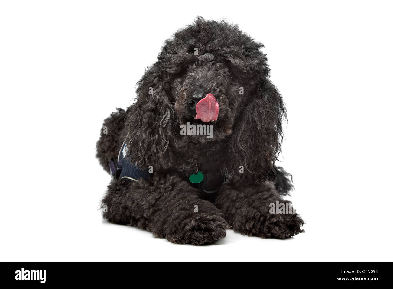Black Poodle in front of a white background Stock Photo - Alamy