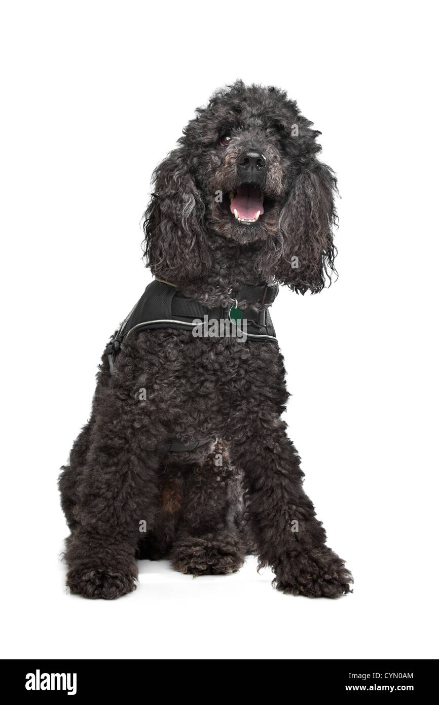 Black Poodle in front of a white background Stock Photo - Alamy