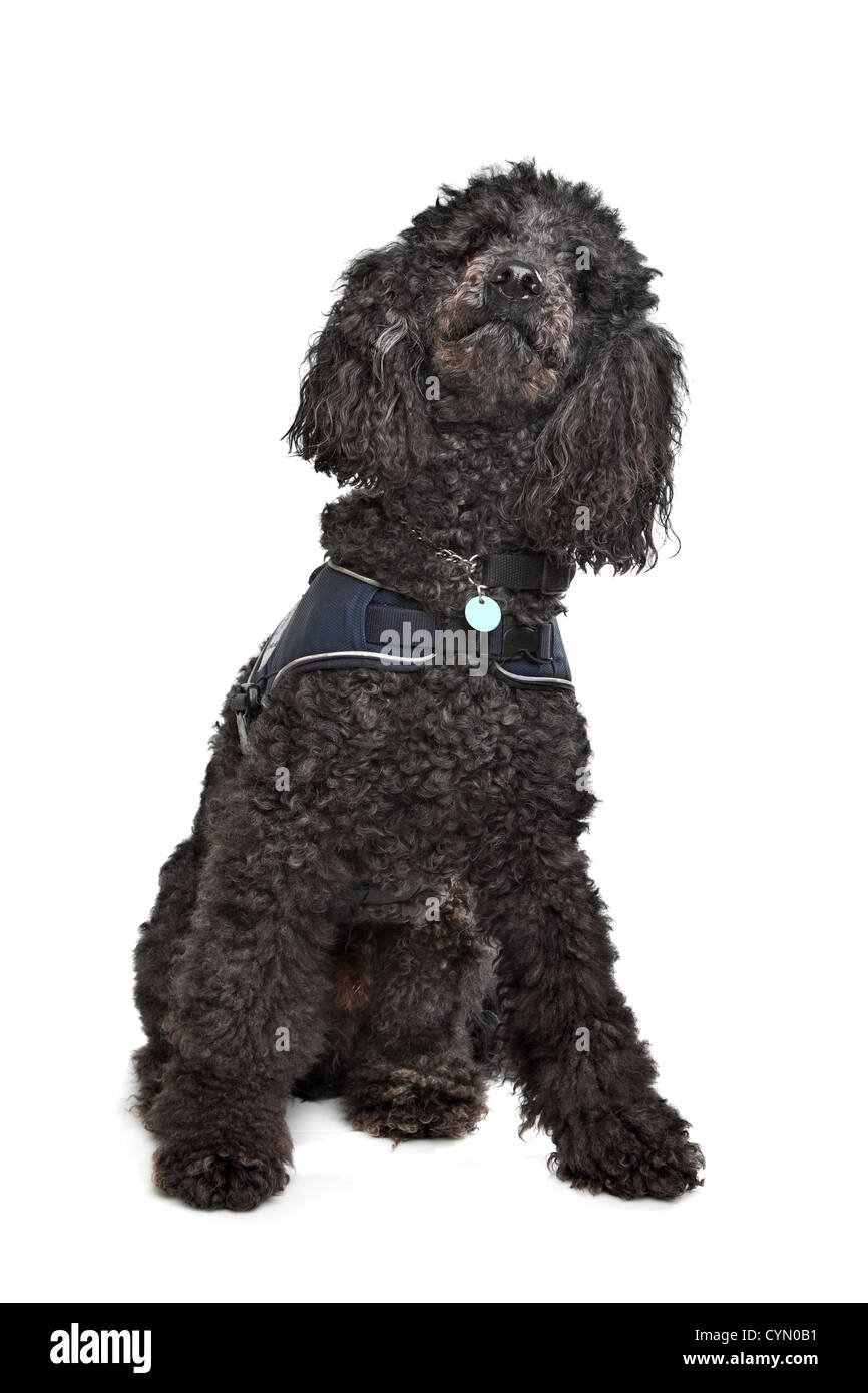 Black Poodle in front of a white background Stock Photo - Alamy