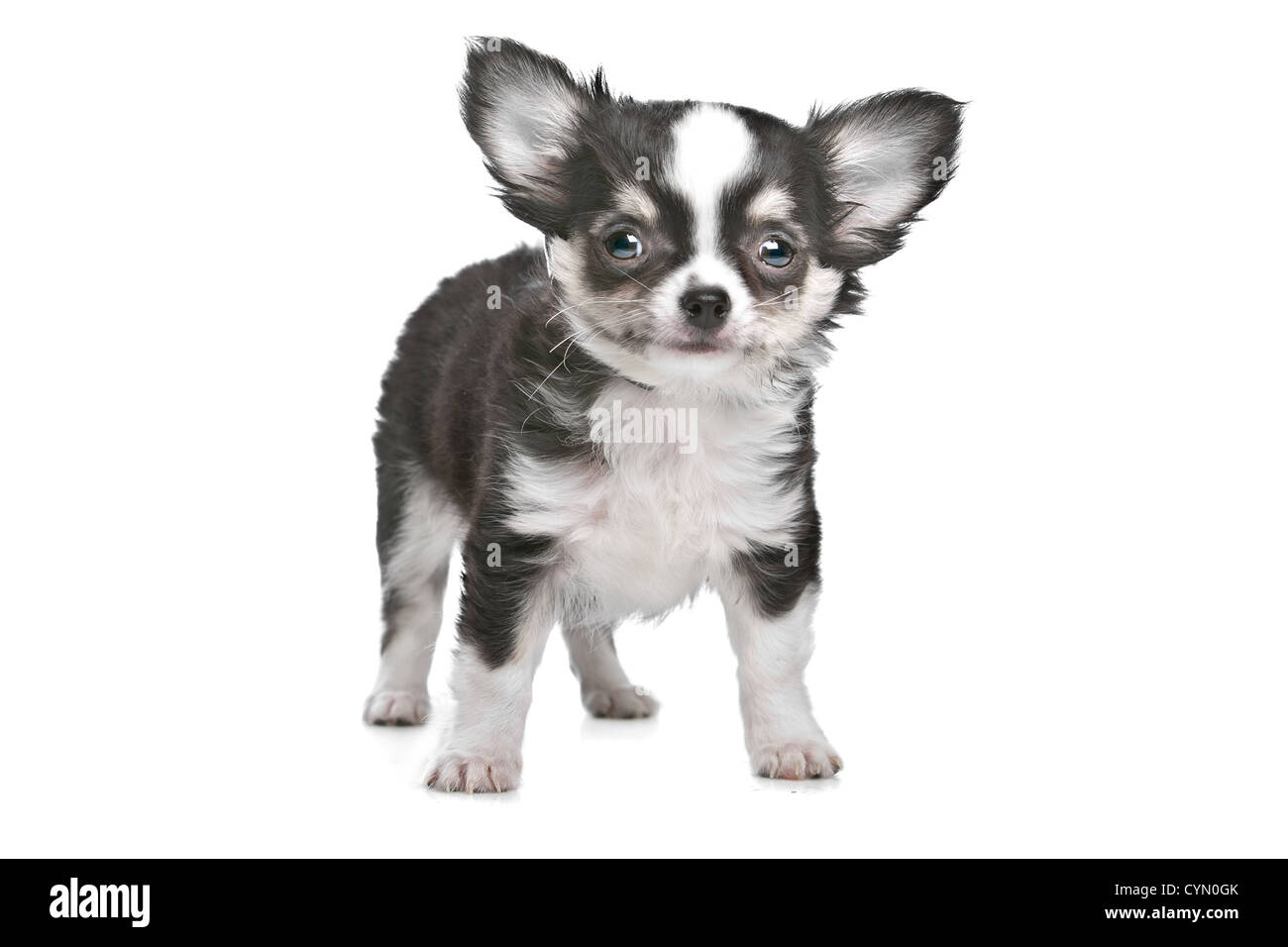 Long Haired Chihuahua Stock Photos Long Haired Chihuahua Stock