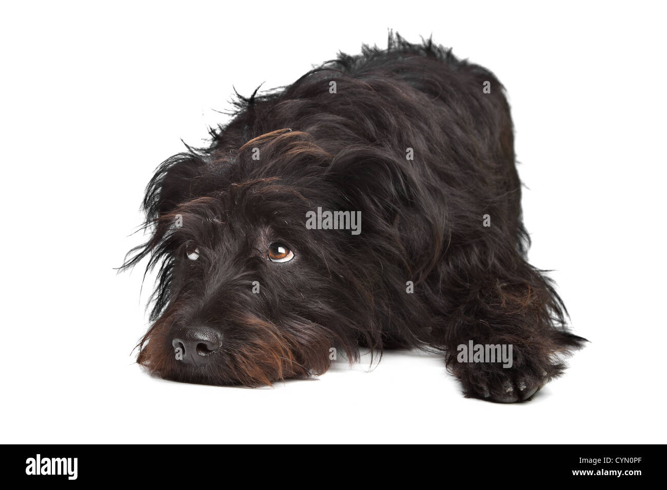 black mixed breed dog in front of a white background Stock Photo - Alamy