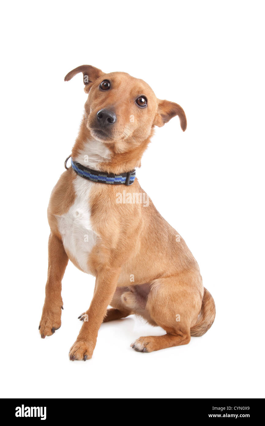 mixed breed dog in front of a white background Stock Photo - Alamy