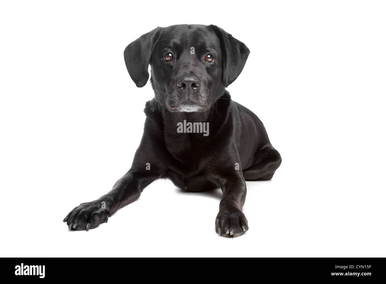 mixed breed black dog in front of white Stock Photo Alamy