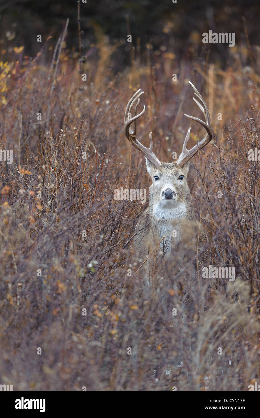 White-tailed Buck in Autumn, Western Montana Stock Photo