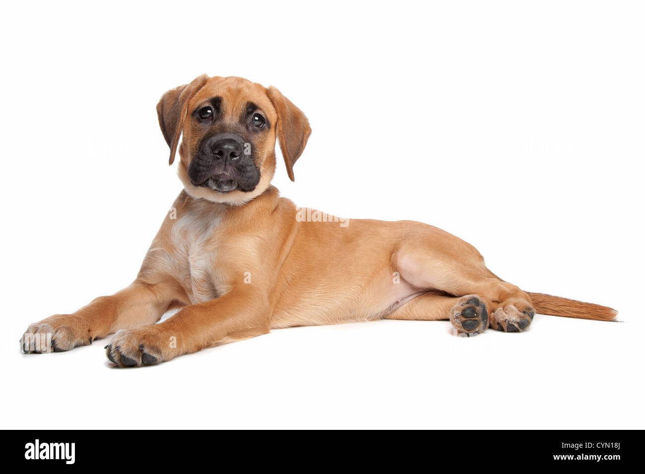 mixed breed puppy. mix from a boxer and a labrador Stock Photo