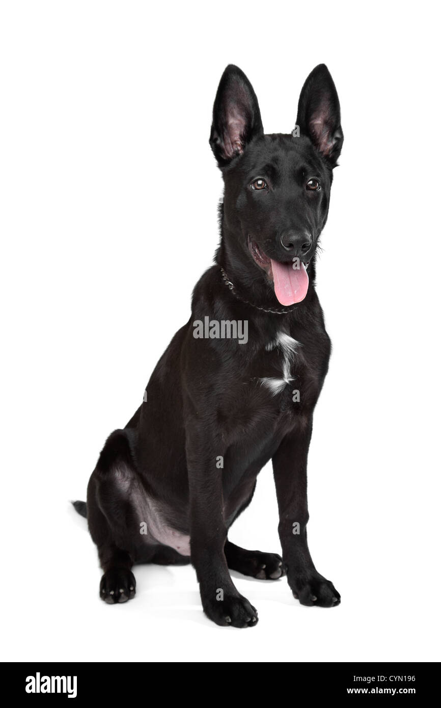 Black German Shepherd Puppy In Front Of A White Background Stock