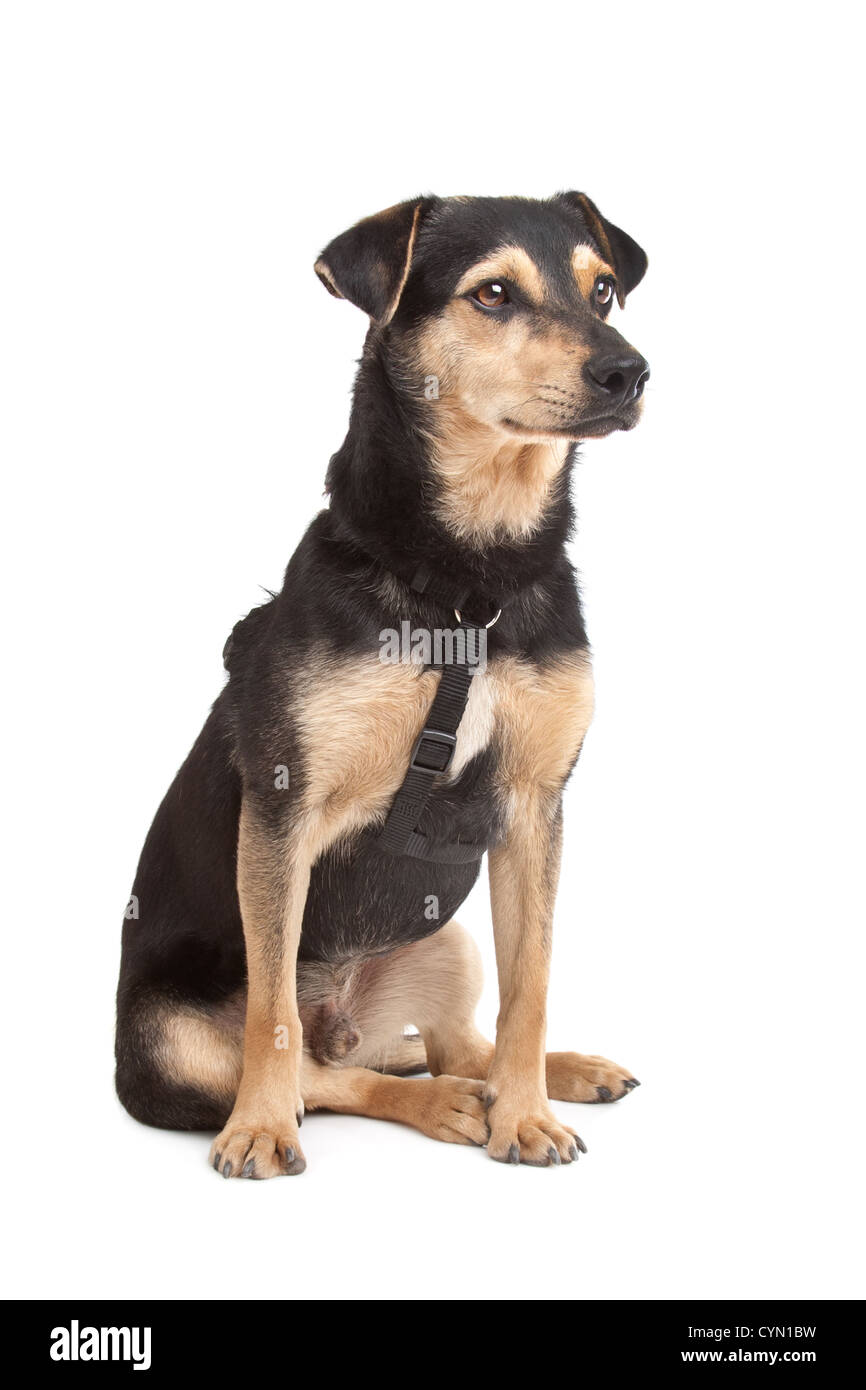 mixed breed dog in front of a white background Stock Photo - Alamy