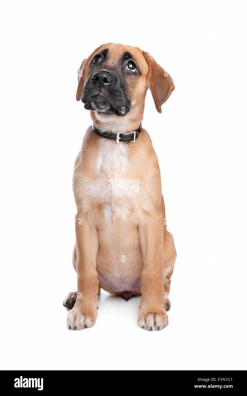 mixed breed puppy. mix from a boxer and a labrador Stock Photo