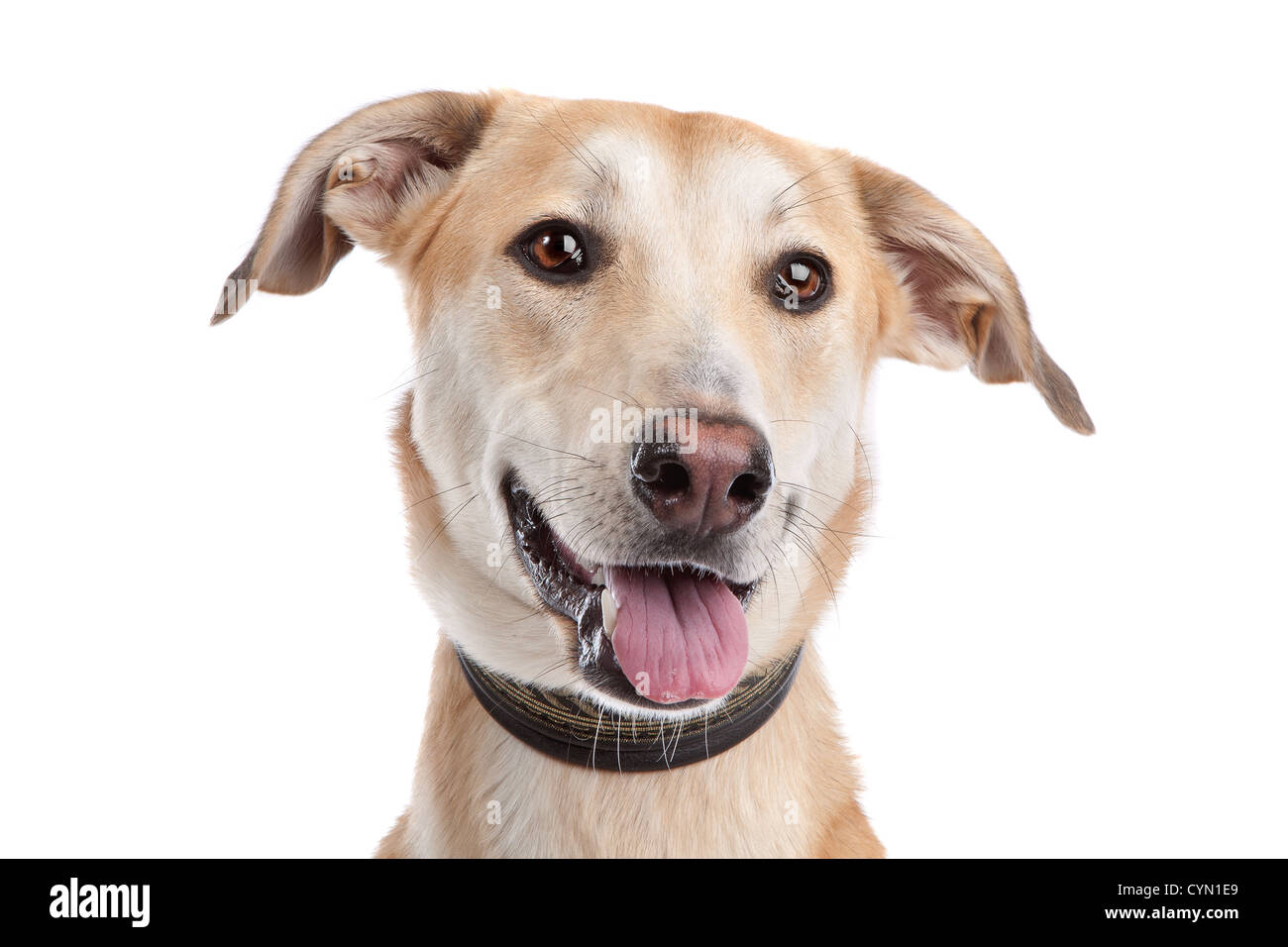 Mixed breed dog in front of a white background Stock Photo - Alamy