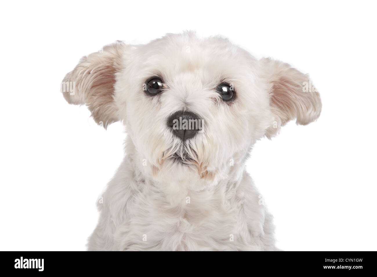 mixed breed dog in front of a white background Stock Photo - Alamy
