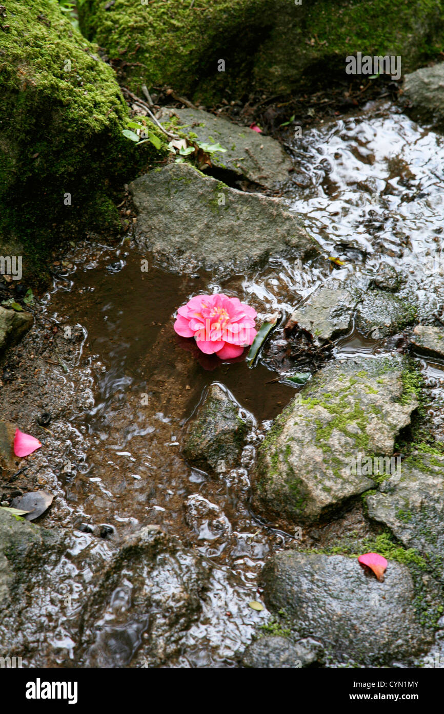 pink flower in the river Stock Photo Alamy