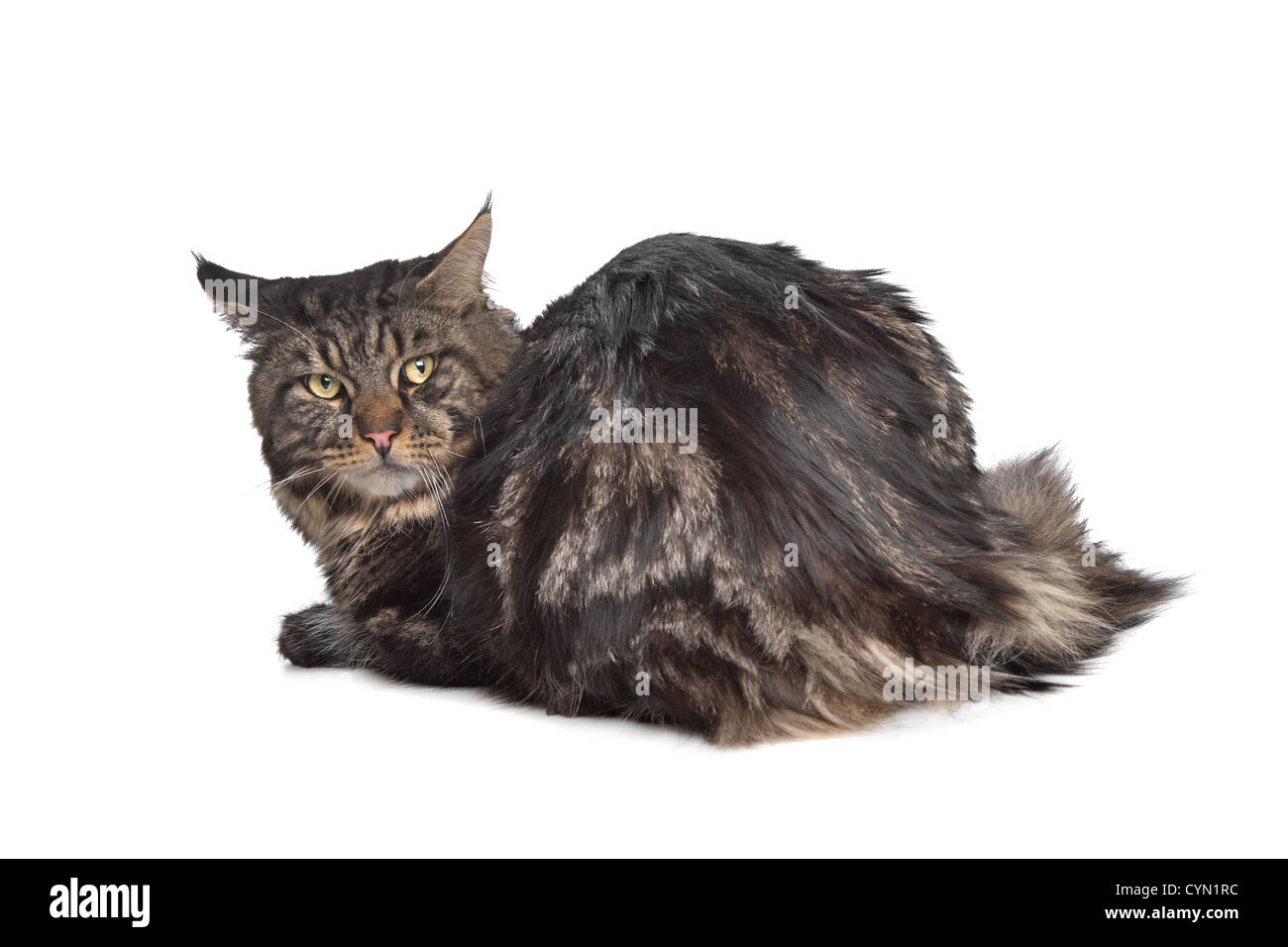 maine coon, black tabby cat in front of a white background Stock Photo