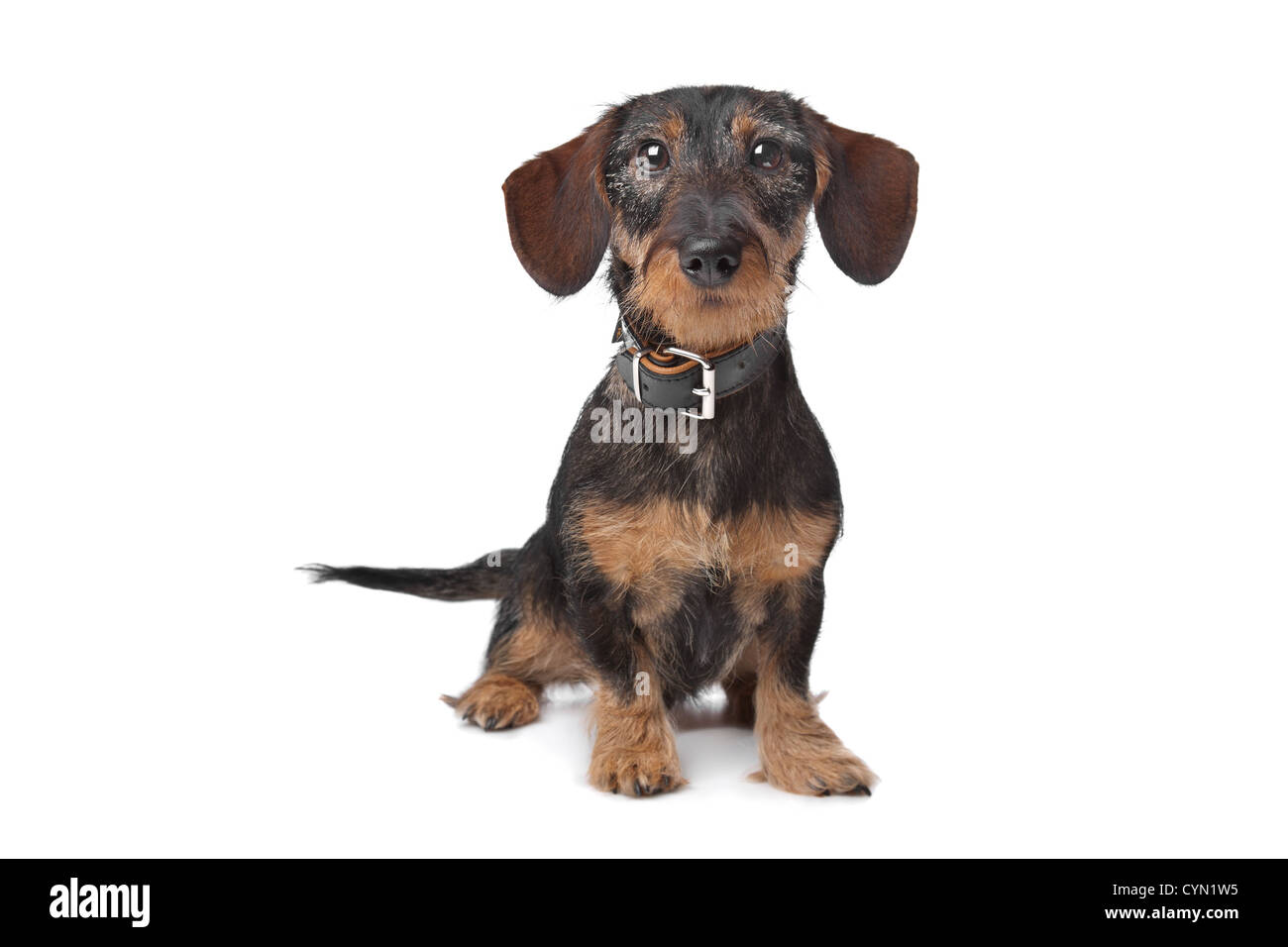 wire haired miniature Dachshund in front of a white background Stock Photo