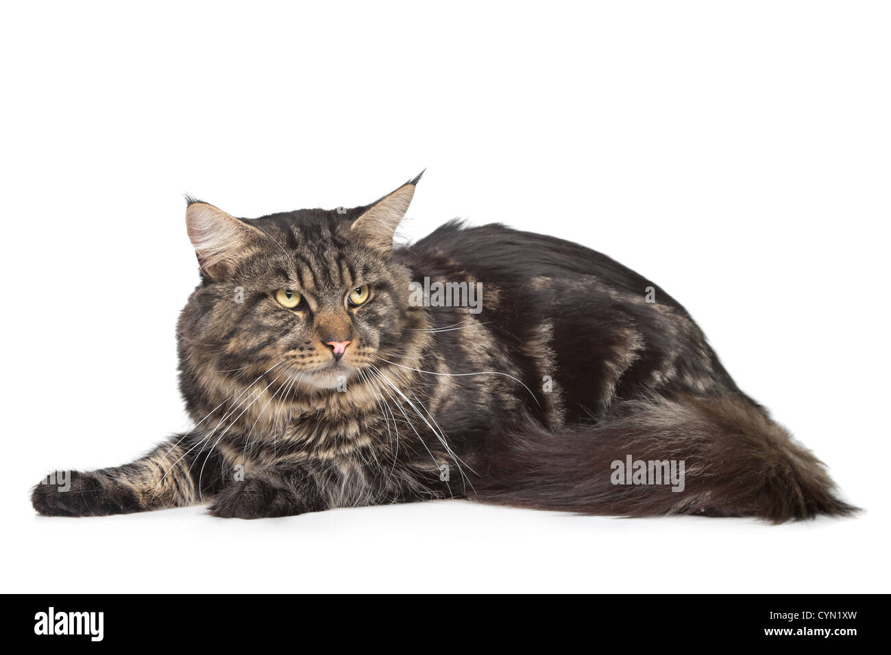 maine coon, black tabby cat in front of a white background Stock Photo
