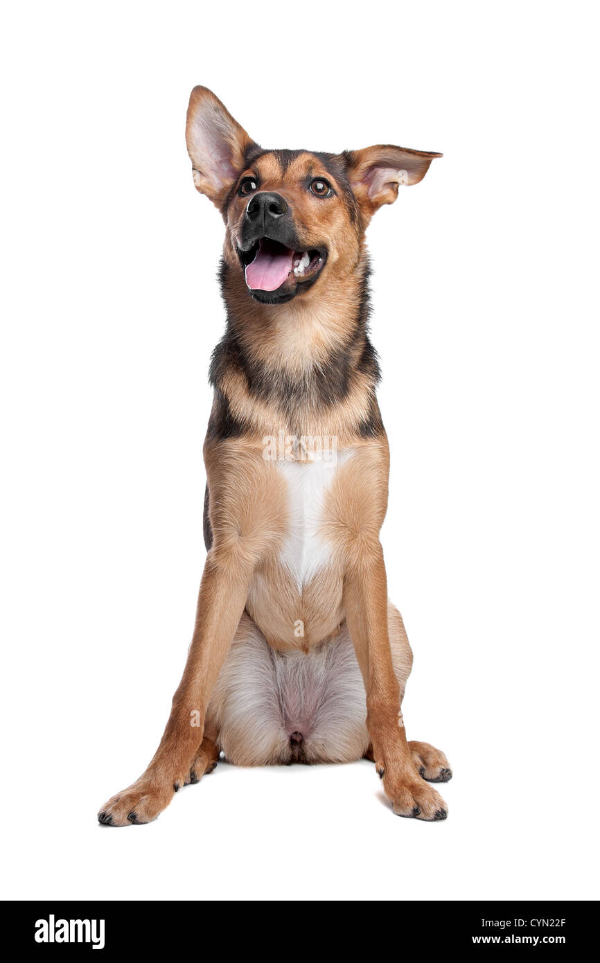 mixed breed dog in front of a white background Stock Photo - Alamy