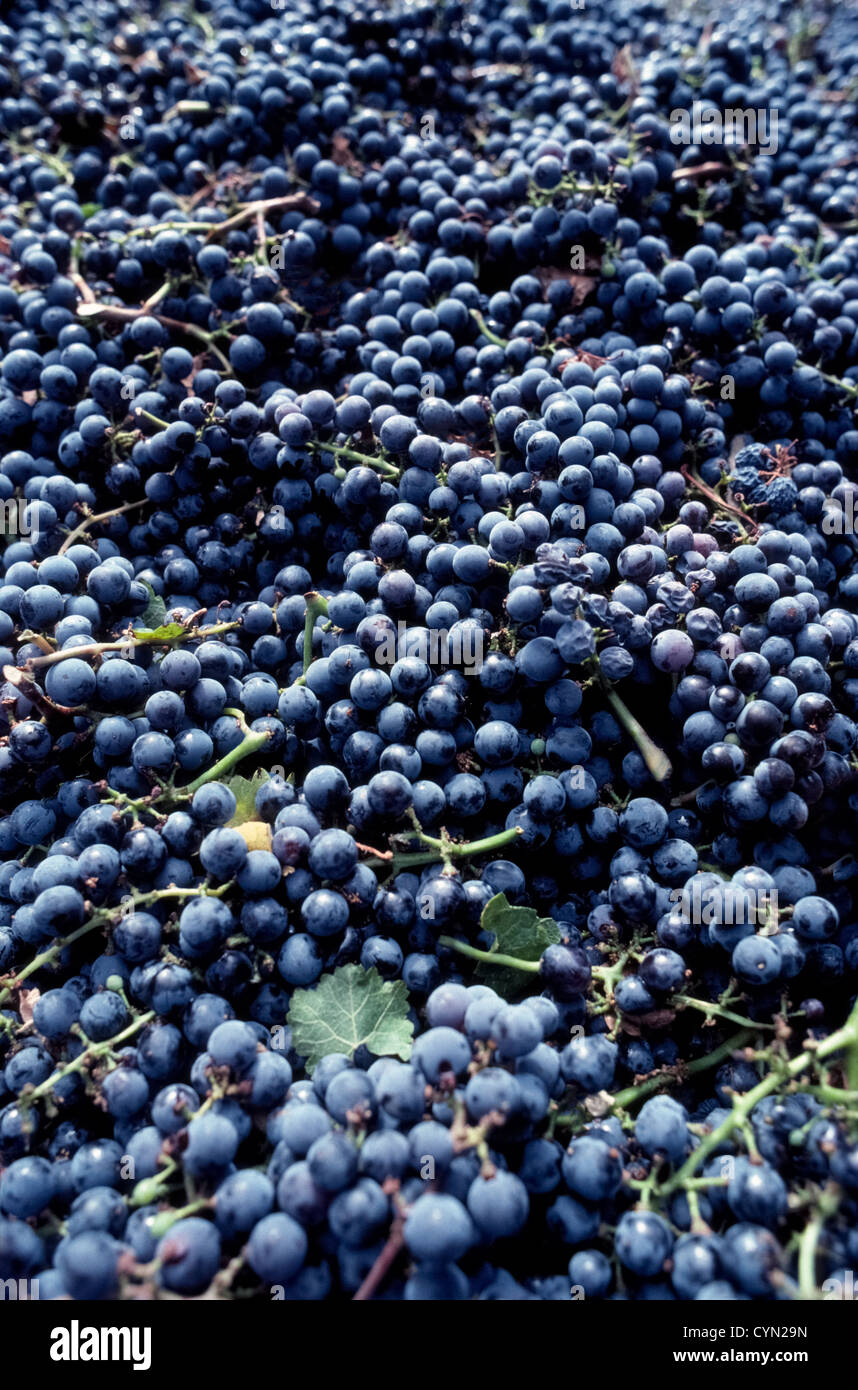 Purple Cabernet Sauvignon grapes harvested from the vine are collected in a bin prior to turning them into red wine in the Napa Valley of California. Stock Photo