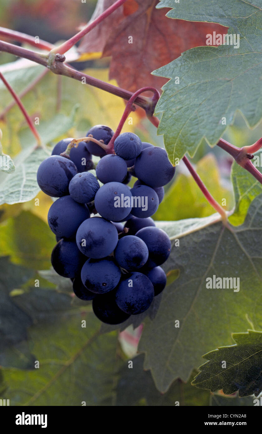 Lush purple Cabernet Sauvignon grapes for making red wine hang from the vine while maturing in a Napa Valley vineyard in Napa, California, USA. Stock Photo