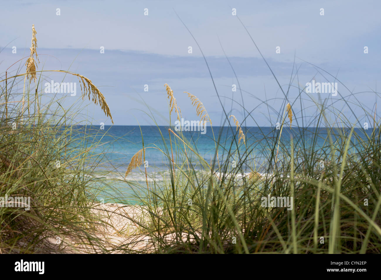 A view of a beach in the Caribbean looking through some tall grass. Stock Photo