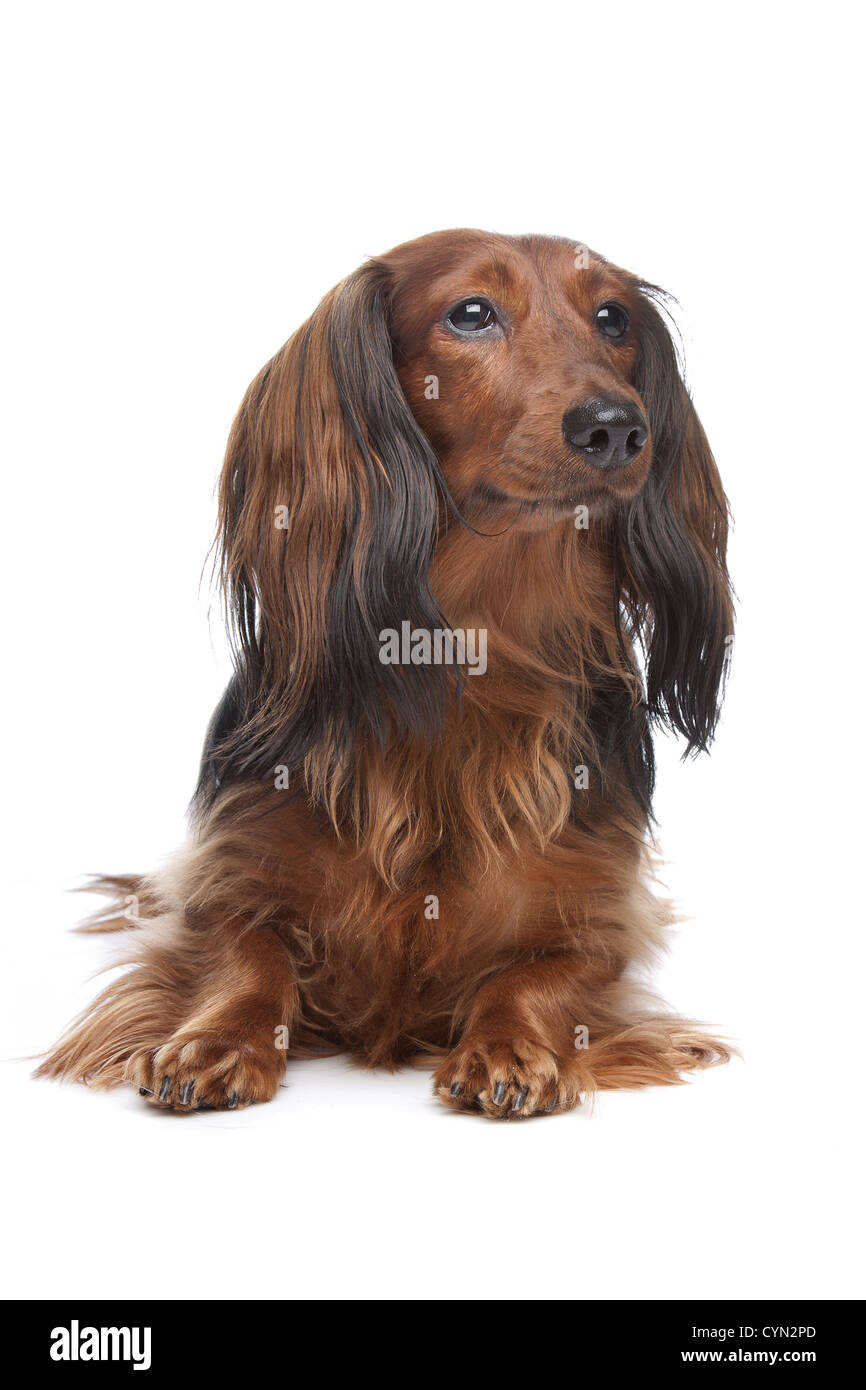 Long Haired Dachshund Stock Photos Long Haired Dachshund Stock