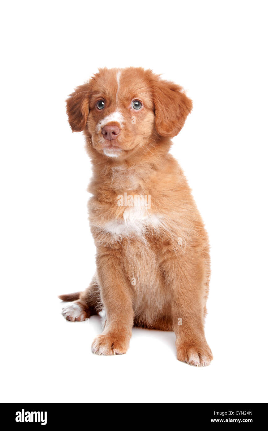 Nova Scotia Duck Tolling Retriever puppy in front of white Stock Photo