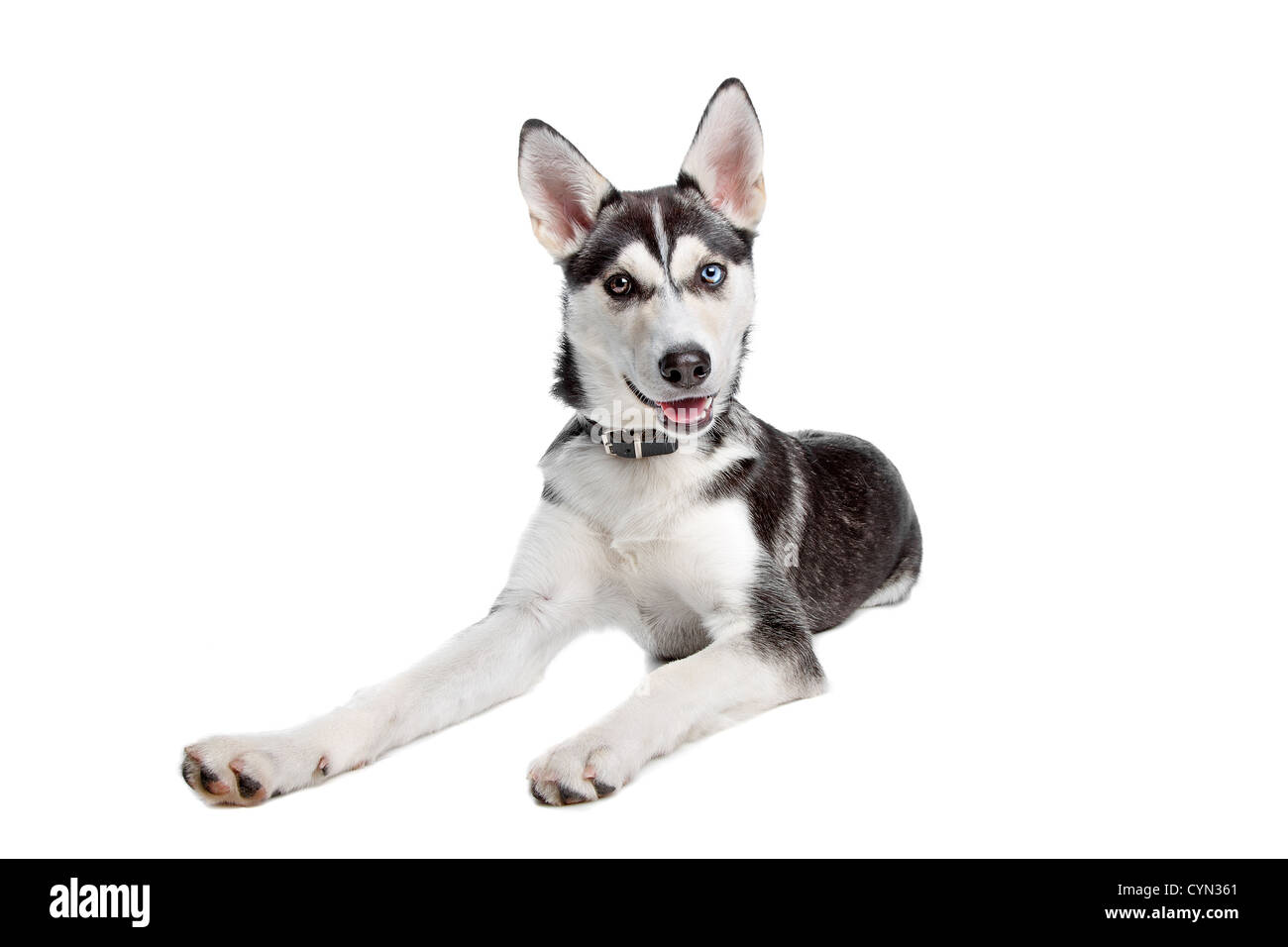American hotsell husky puppy