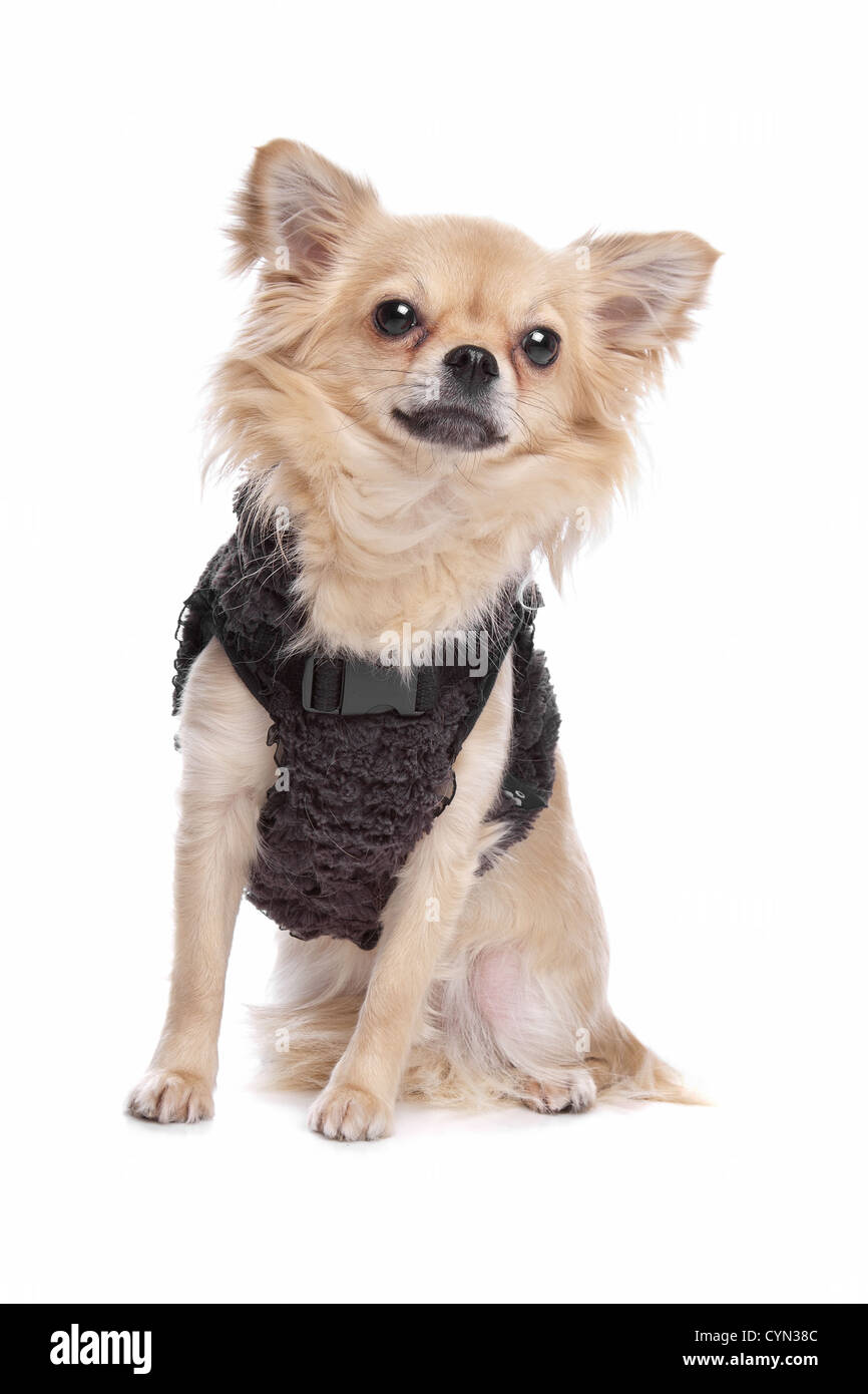 https://c8.alamy.com/comp/CYN38C/chihuahua-dog-in-front-of-a-white-background-CYN38C.jpg