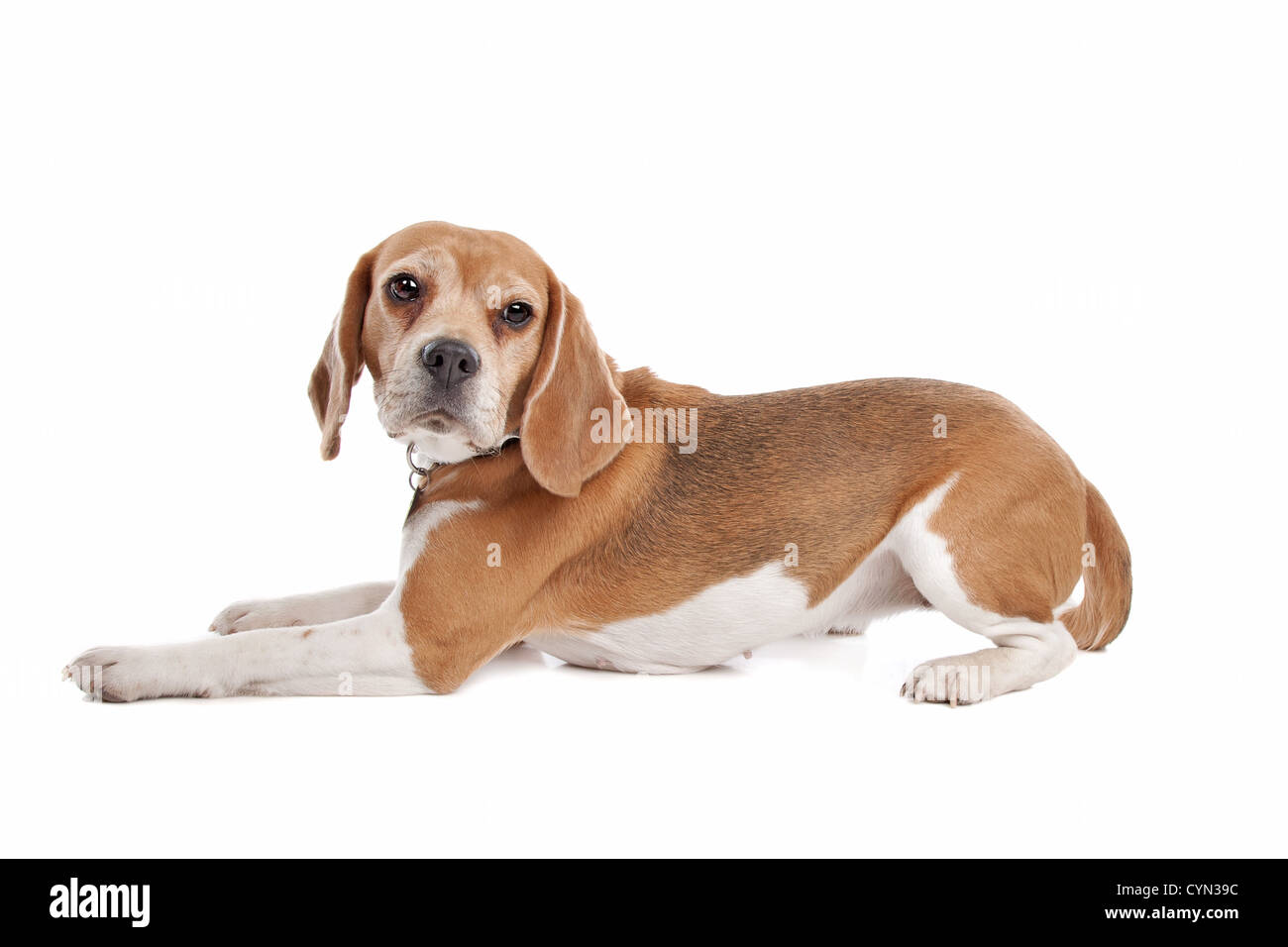 Beagle in front of a white background Stock Photo - Alamy
